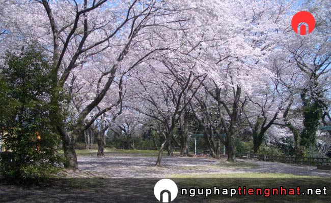 Những địa điểm ngắm hoa anh đào ở aichi - 御津山園地