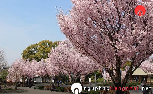 Những địa điểm ngắm hoa anh đào ở aichi - 徳川園