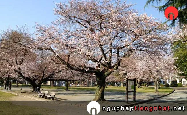 Những địa điểm ngắm hoa anh đào ở aichi - 稲荷公園
