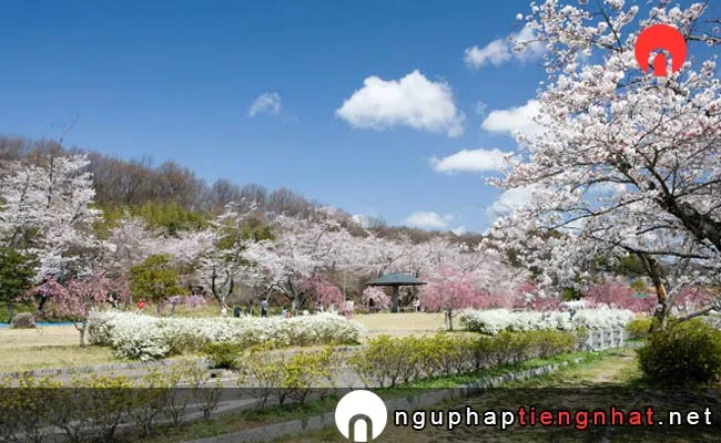 Những địa điểm ngắm hoa anh đào ở aichi - 水源公園