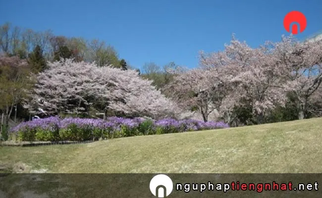 Những địa điểm ngắm hoa anh đào ở aichi - 鞍ケ池公園