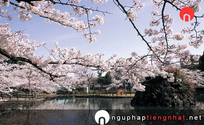 Những địa điểm ngắm hoa anh đào ở aichi - 安城公園