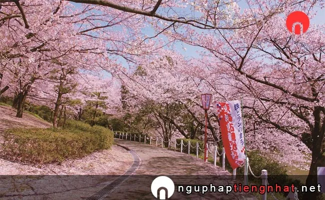 Những địa điểm ngắm hoa anh đào ở aichi - 大池公園