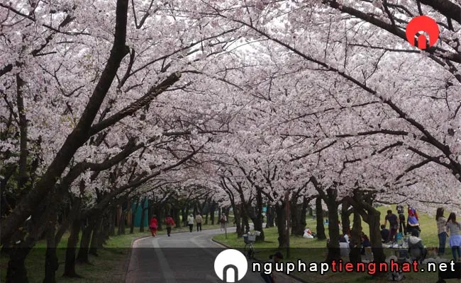 Những địa điểm ngắm hoa anh đào ở aichi - 庄内緑地