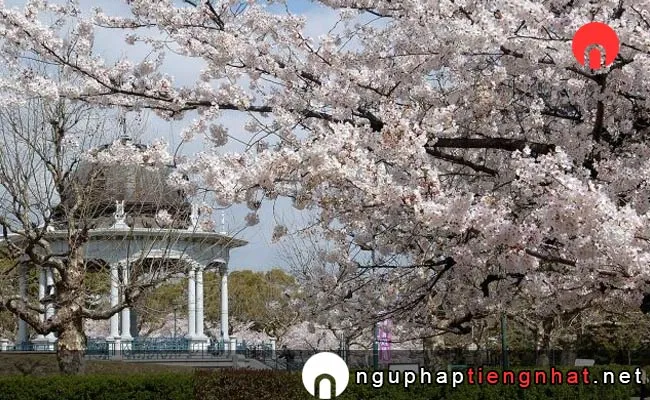 Những địa điểm ngắm hoa anh đào ở aichi - 鶴舞公園