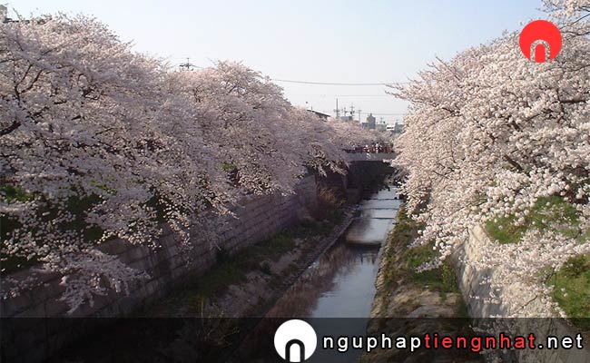 Những địa điểm ngắm hoa anh đào ở aichi - 山崎川四季の道