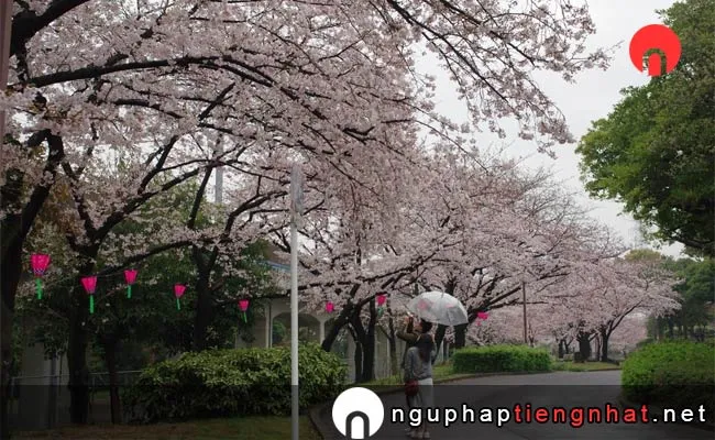 Những địa điểm ngắm hoa anh đào ở aichi - 荒子川公園