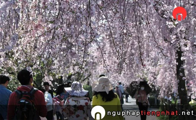 Những địa điểm ngắm hoa anh đào ở aichi - 東谷山フルーツパーク