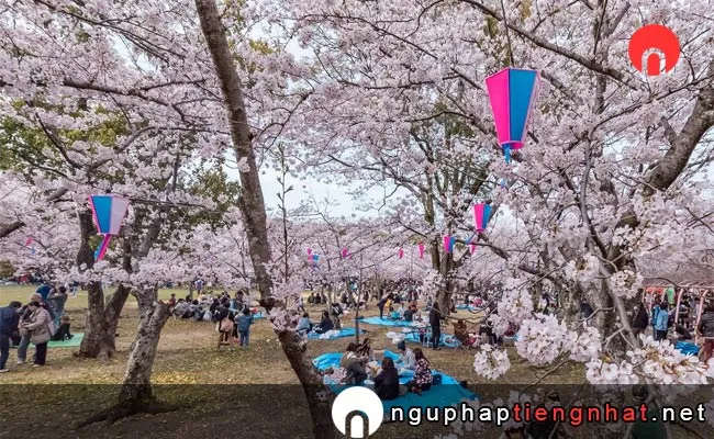 Những địa điểm ngắm hoa anh đào ở aichi - 向山緑地