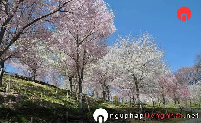 Những địa điểm ngắm hoa anh đào ở aichi - 東山動植物園