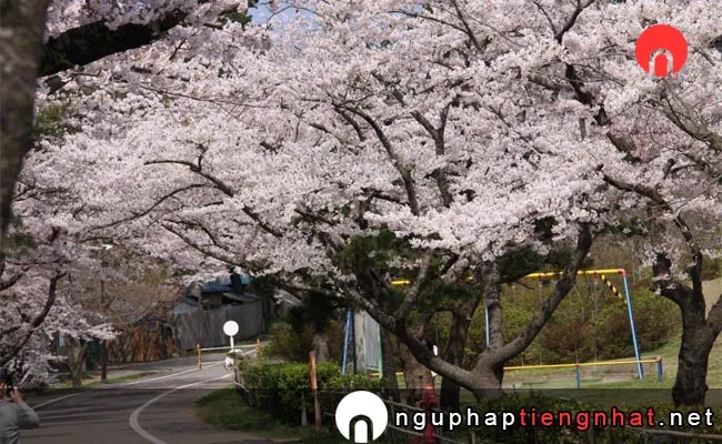 Những địa điểm ngắm hoa anh đào ở Akita - 能代公園