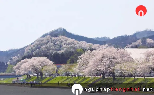 Những địa điểm ngắm hoa anh đào ở Akita - 八乙女公園