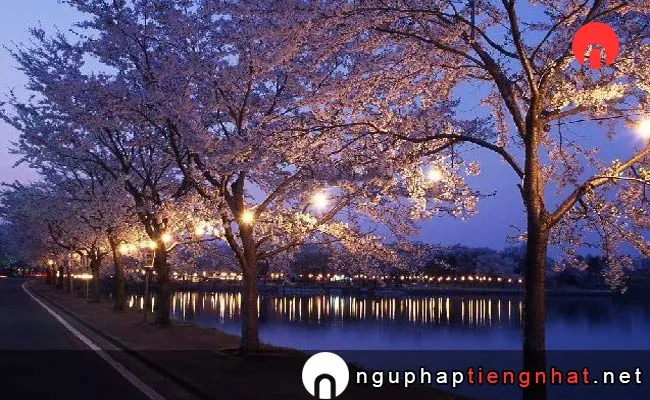 Những địa điểm ngắm hoa anh đào ở Akita - 鷹巣中央公園