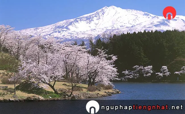 Những địa điểm ngắm hoa anh đào ở Akita - 勢至公園