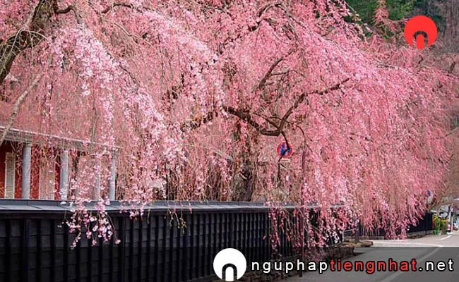 Những địa điểm ngắm hoa anh đào ở Akita - 武家屋敷通り