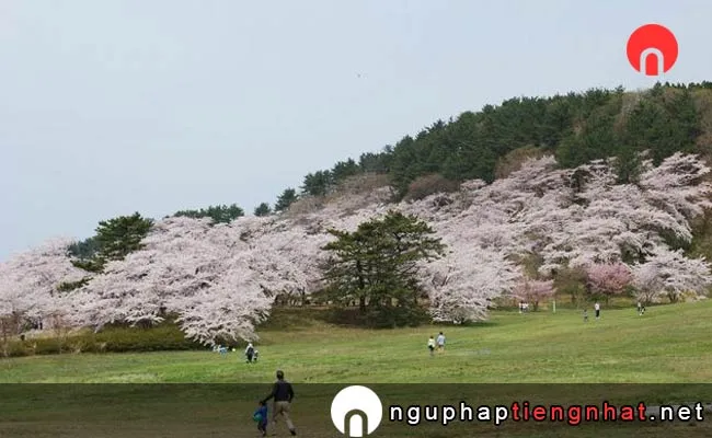 Những địa điểm ngắm hoa anh đào ở Akita - 御所の台ふれあいパーク