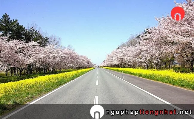 Những địa điểm ngắm hoa anh đào ở Akita - 桜・菜の花ロード