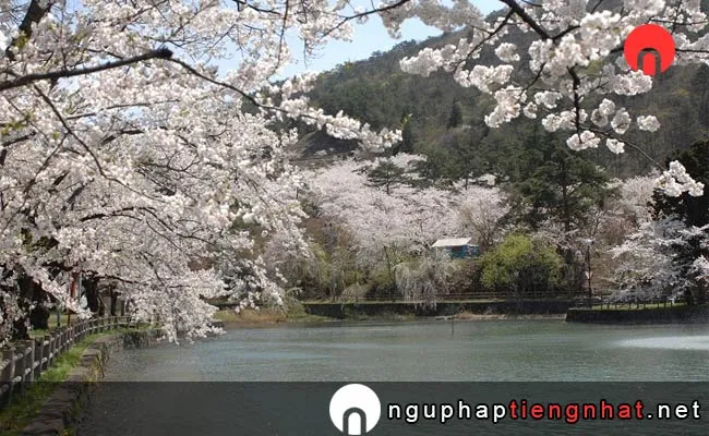 Những địa điểm ngắm hoa anh đào ở Akita - 真人公園