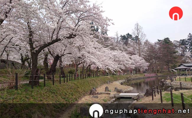 Những địa điểm ngắm hoa anh đào ở Akita - 前森公園