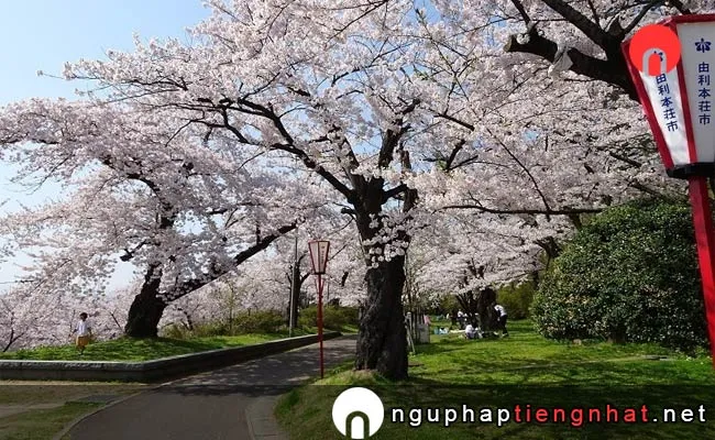 Những địa điểm ngắm hoa anh đào ở Akita - 本荘公園