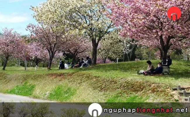 Những địa điểm ngắm hoa anh đào ở Akita - 八塩いこいの森