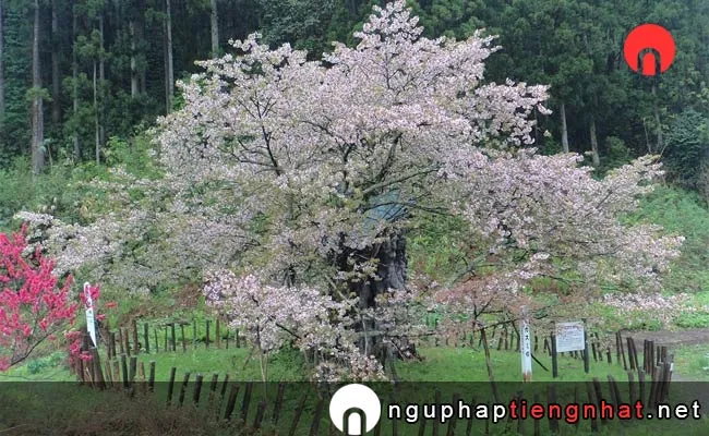 Những địa điểm ngắm hoa anh đào ở Akita - かすみ温泉のかすみ