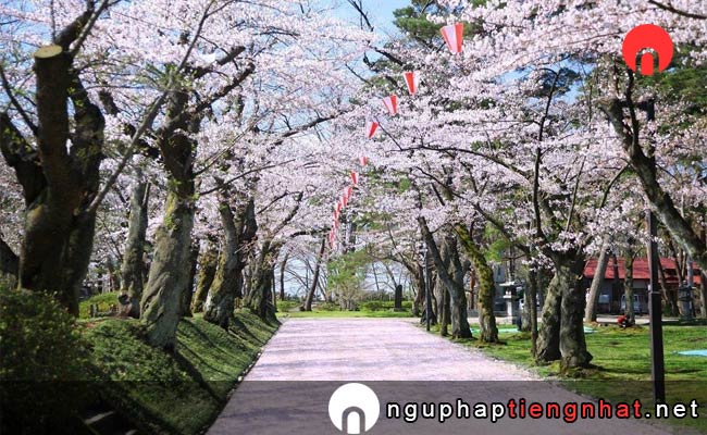 Những địa điểm ngắm hoa anh đào ở Akita - 千秋公園
