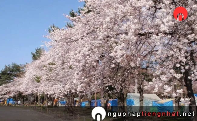 Những địa điểm ngắm hoa anh đào ở Aomori - công viên Gappo 合浦公園