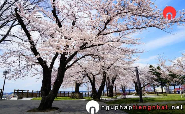 Những địa điểm ngắm hoa anh đào ở Aomori - công viên Gappo 合浦公園