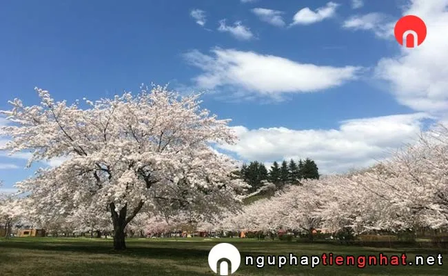 Những địa điểm ngắm hoa anh đào ở Aomori - 東公園さくら山