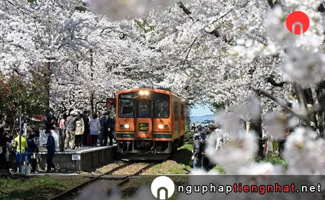 Những địa điểm ngắm hoa anh đào ở Aomori - 県立芦野公園