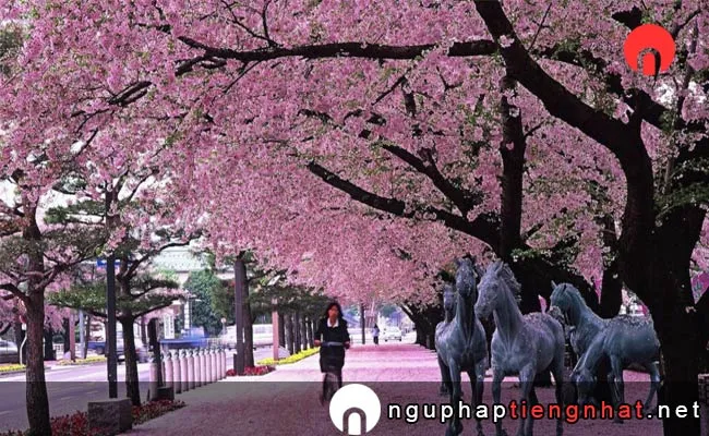 Những địa điểm ngắm hoa anh đào ở Aomori - 県立芦野公園の桜