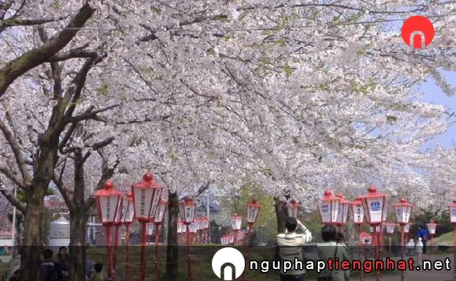 Những địa điểm ngắm hoa anh đào ở Aomori - 愛宕公園の桜