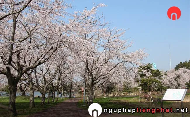 Những địa điểm ngắm hoa anh đào ở Aomori - いちょう公園
