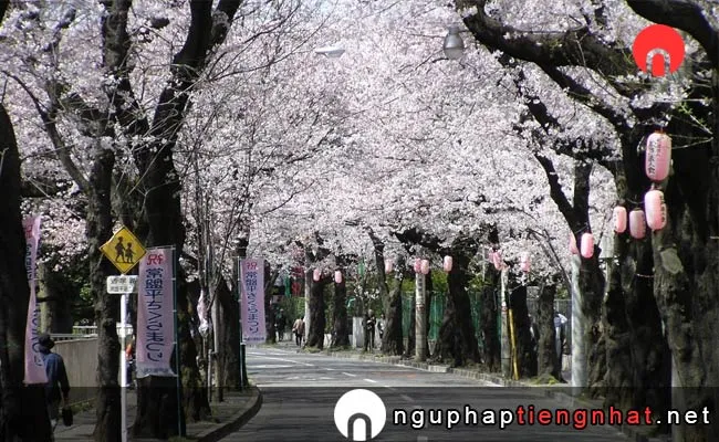 Những địa điểm ngắm hoa anh đào ở chiba - 常盤平さくら通りの桜