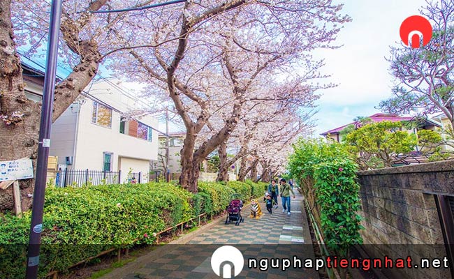 Những địa điểm ngắm hoa anh đào ở chiba - 文学の道の桜