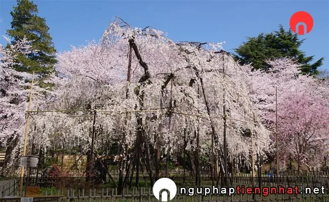 Những địa điểm ngắm hoa anh đào ở chiba - 真間山弘法寺