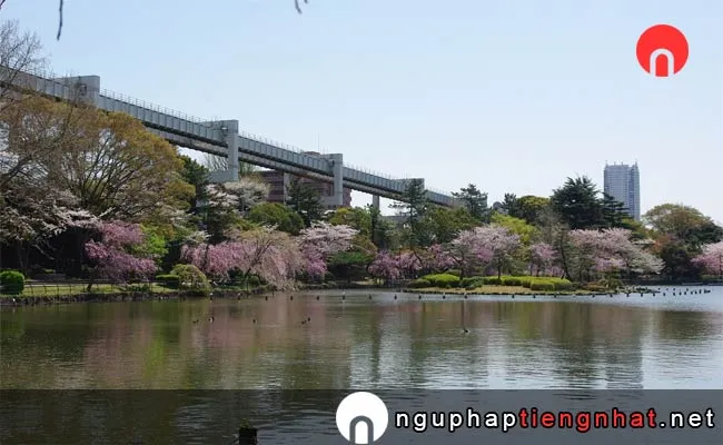 Những địa điểm ngắm hoa anh đào ở chiba - 真人公園