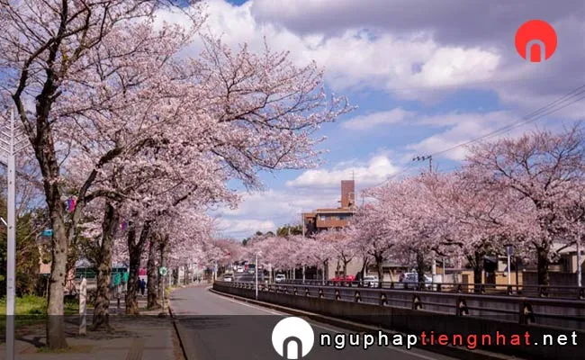Những địa điểm ngắm hoa anh đào ở chiba - 清水公園