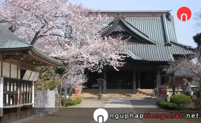 Những địa điểm ngắm hoa anh đào ở chiba - 宗吾霊堂