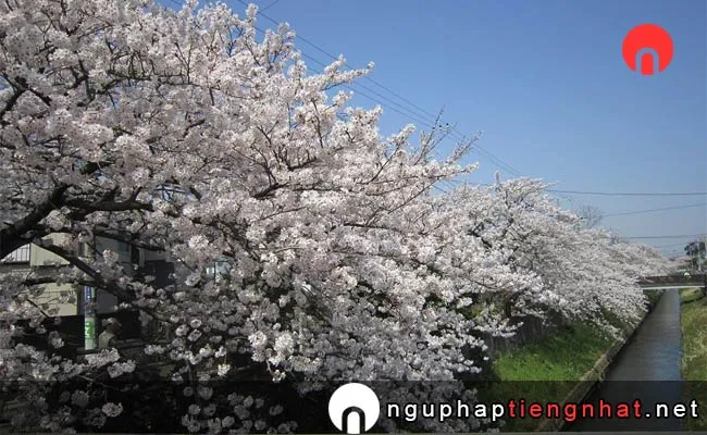 Những địa điểm ngắm hoa anh đào ở chiba - 真間川沿いの桜並木