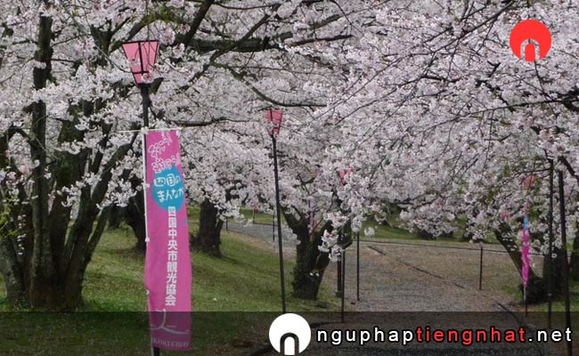 Những địa điểm ngắm hoa anh đào ở ehime - すすきヶ原入野公園