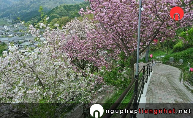 Những địa điểm ngắm hoa anh đào ở ehime - 祇園公園の桜