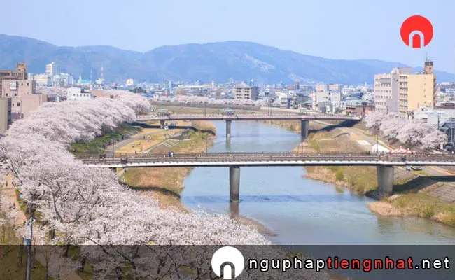 Những địa điểm ngắm hoa anh đào ở fukui - 足羽川桜並木