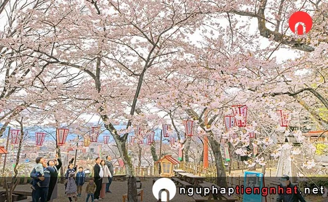 Những địa điểm ngắm hoa anh đào ở fukui - 金崎宮