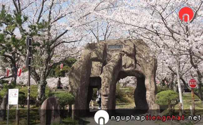 Những địa điểm ngắm hoa anh đào ở fukui - 横手公園