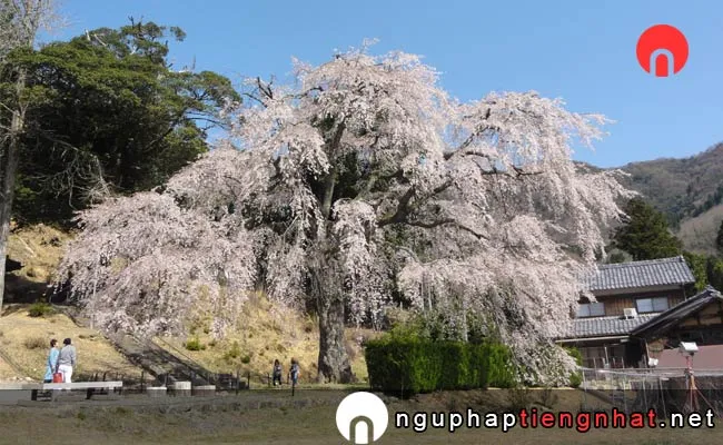 Những địa điểm ngắm hoa anh đào ở fukui - 妙祐寺のしだれ桜