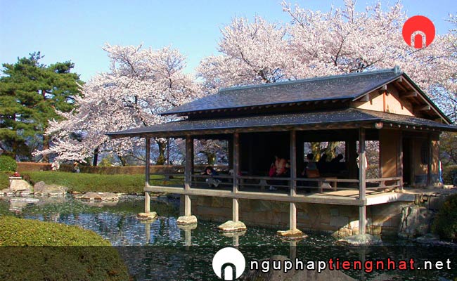 Những địa điểm ngắm hoa anh đào ở fukui - 西山公園