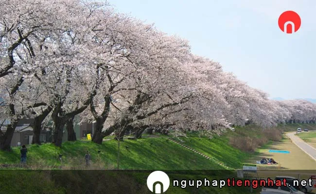 Những địa điểm ngắm hoa anh đào ở fukui - 足羽山公園
