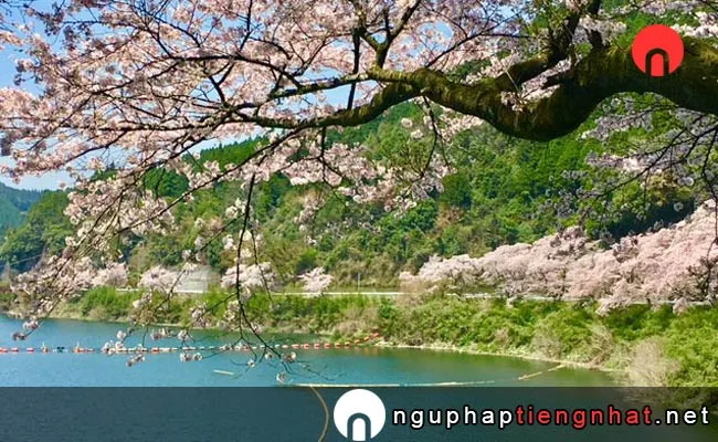 Những địa điểm ngắm hoa anh đào fukuoka - 日向神ダム